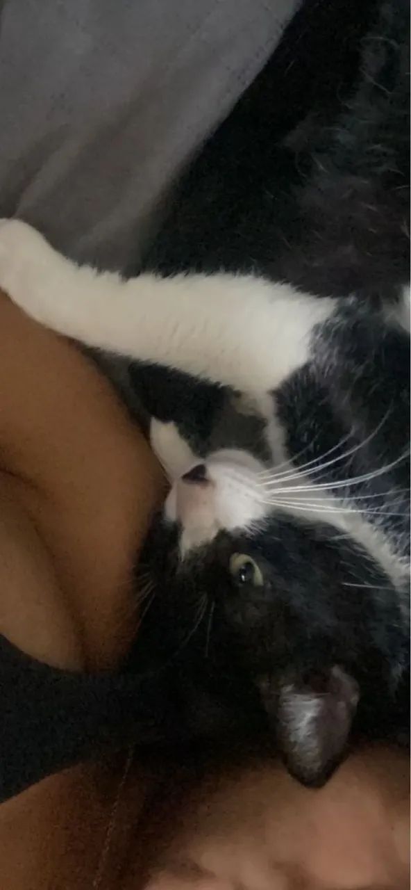 Gatinho Frajola de meses  - Foto 2