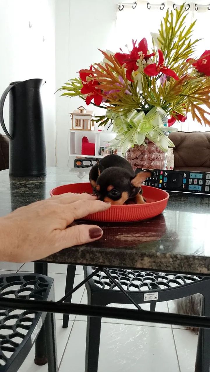 Pinscher miniatura 00  - Foto 3
