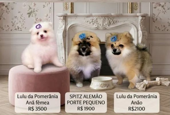 Lulu da Pomerânia  - Foto 3
