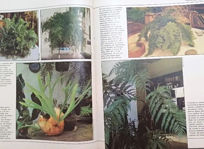 . plantas dentro de casa - Foto 4