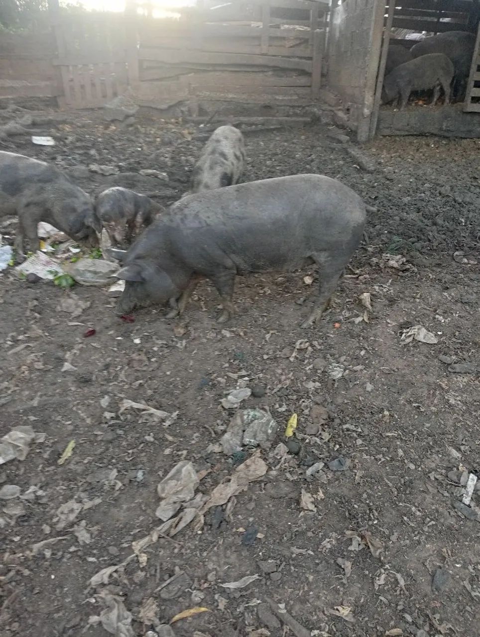 Suínos