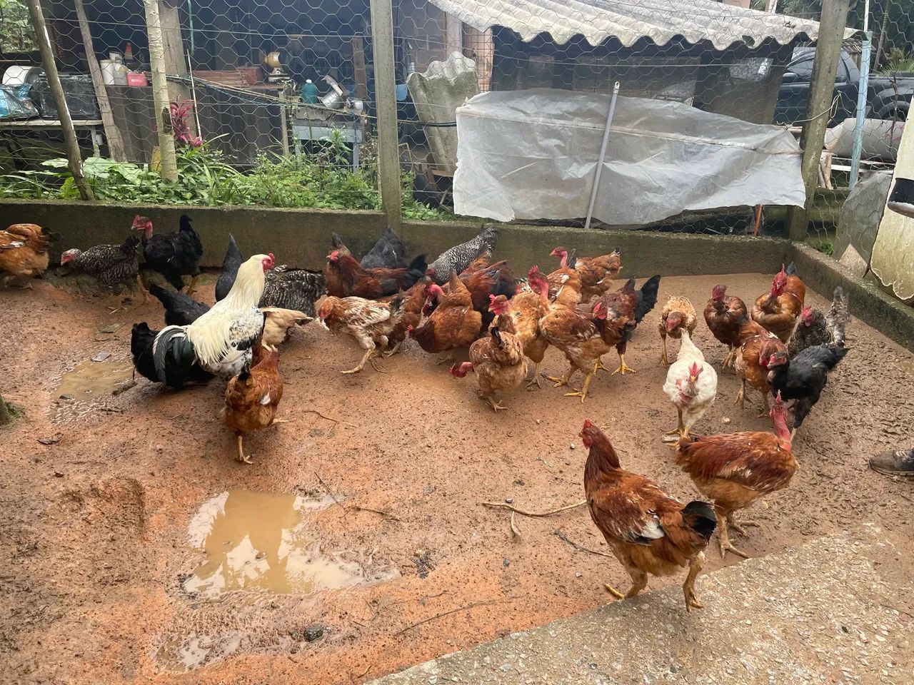GALINHAS E GALO À VENDA  - Foto 3