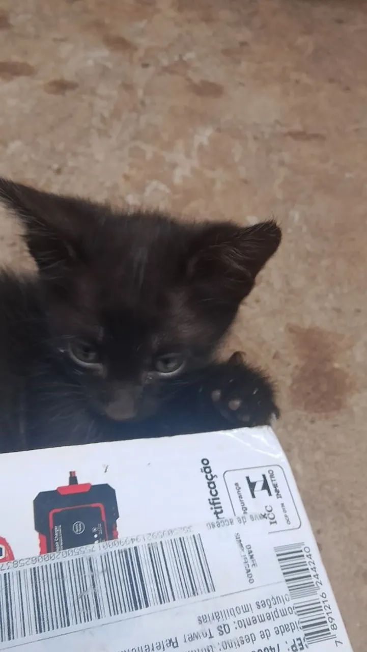 Gatinhos filhotes para doação  - Foto 3
