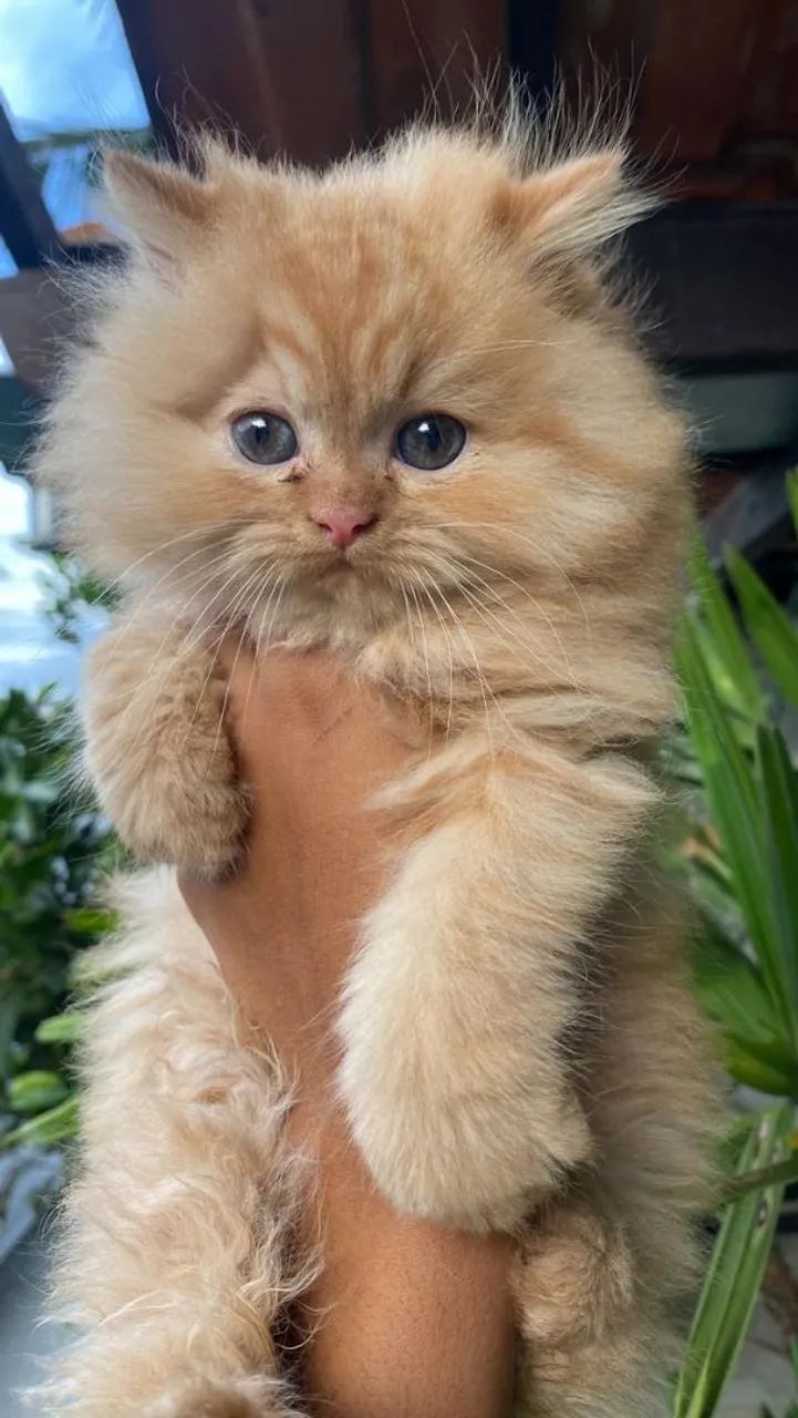 Fêmea de Gato persa com Exame e pedigree  - Foto 4