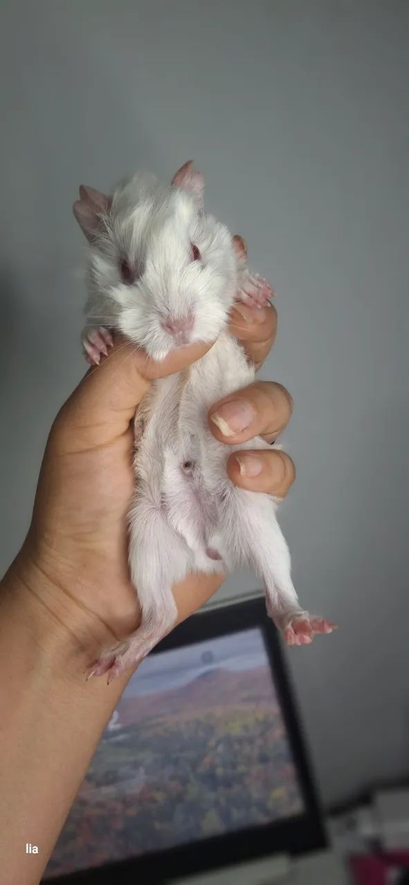 Pet - Foto 2
