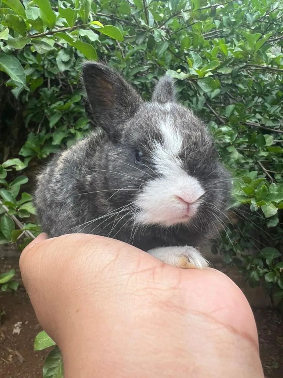filhote de coelho manso. 