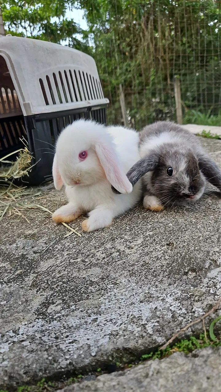 Coelhos Mini Lop - Foto 2