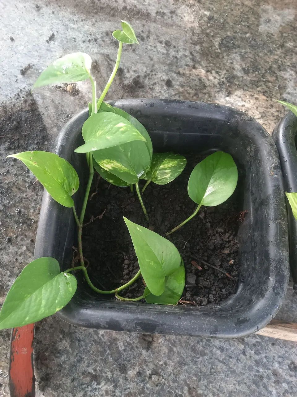 Plantas samabaia jiboa