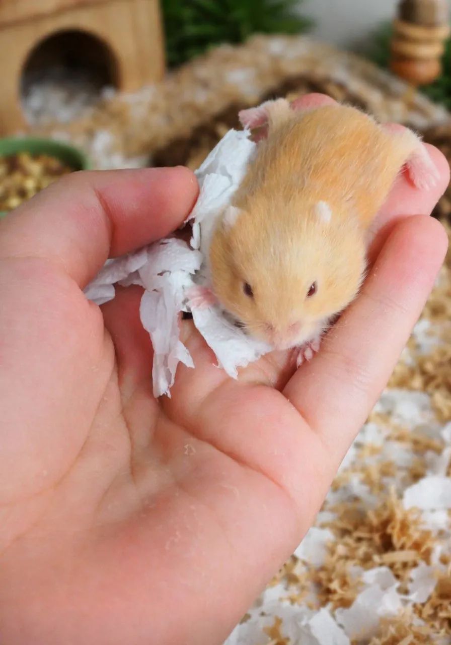 Filhote hamster anão russo