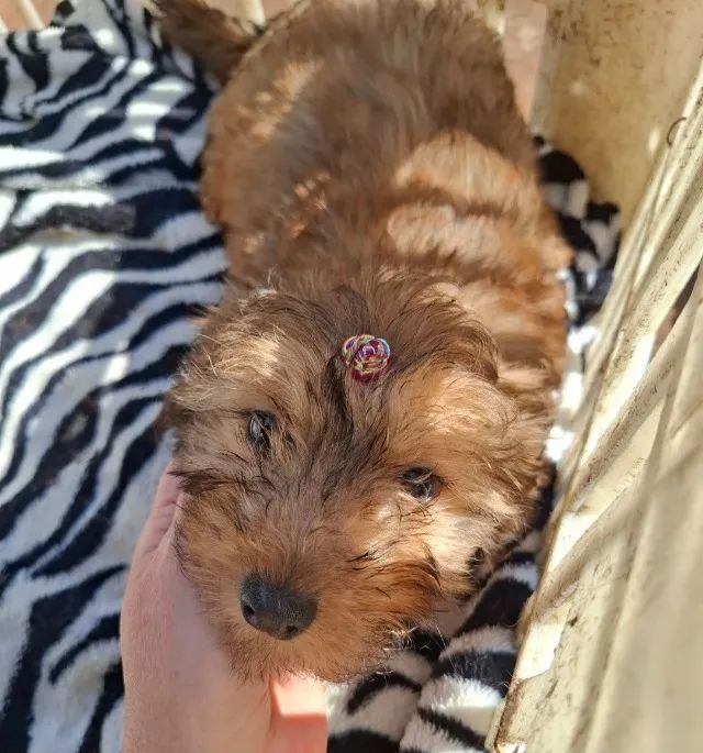 Filhote de Lhasa apso com Poodle - Foto 2