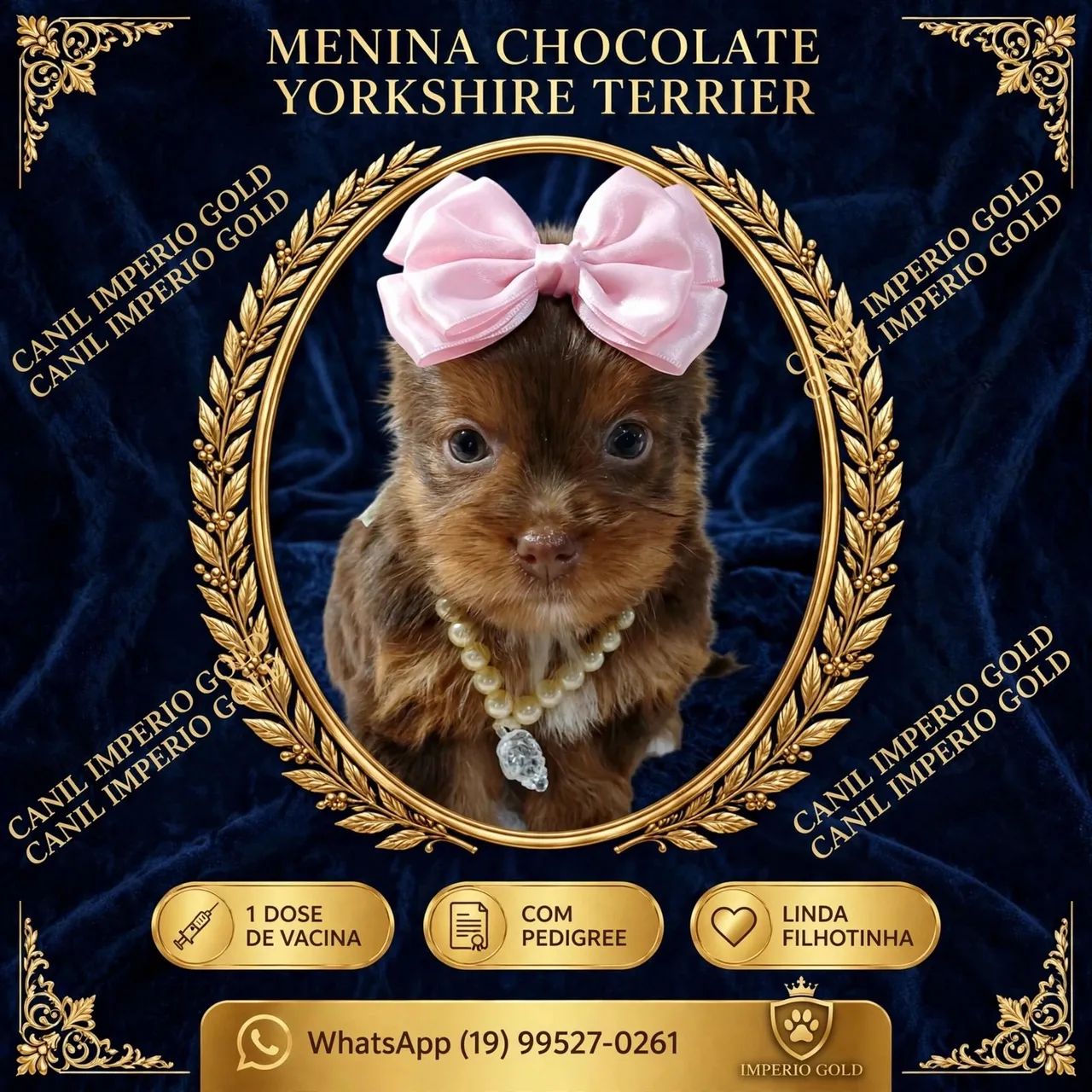 Yorkshire terrier varias cores - Foto 3