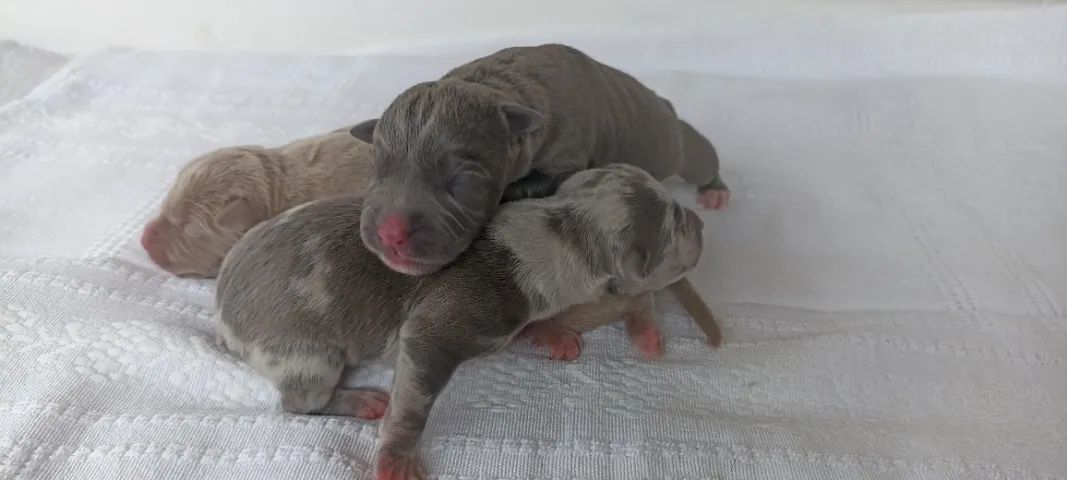 Pit Bull R$700.oo - Foto 3