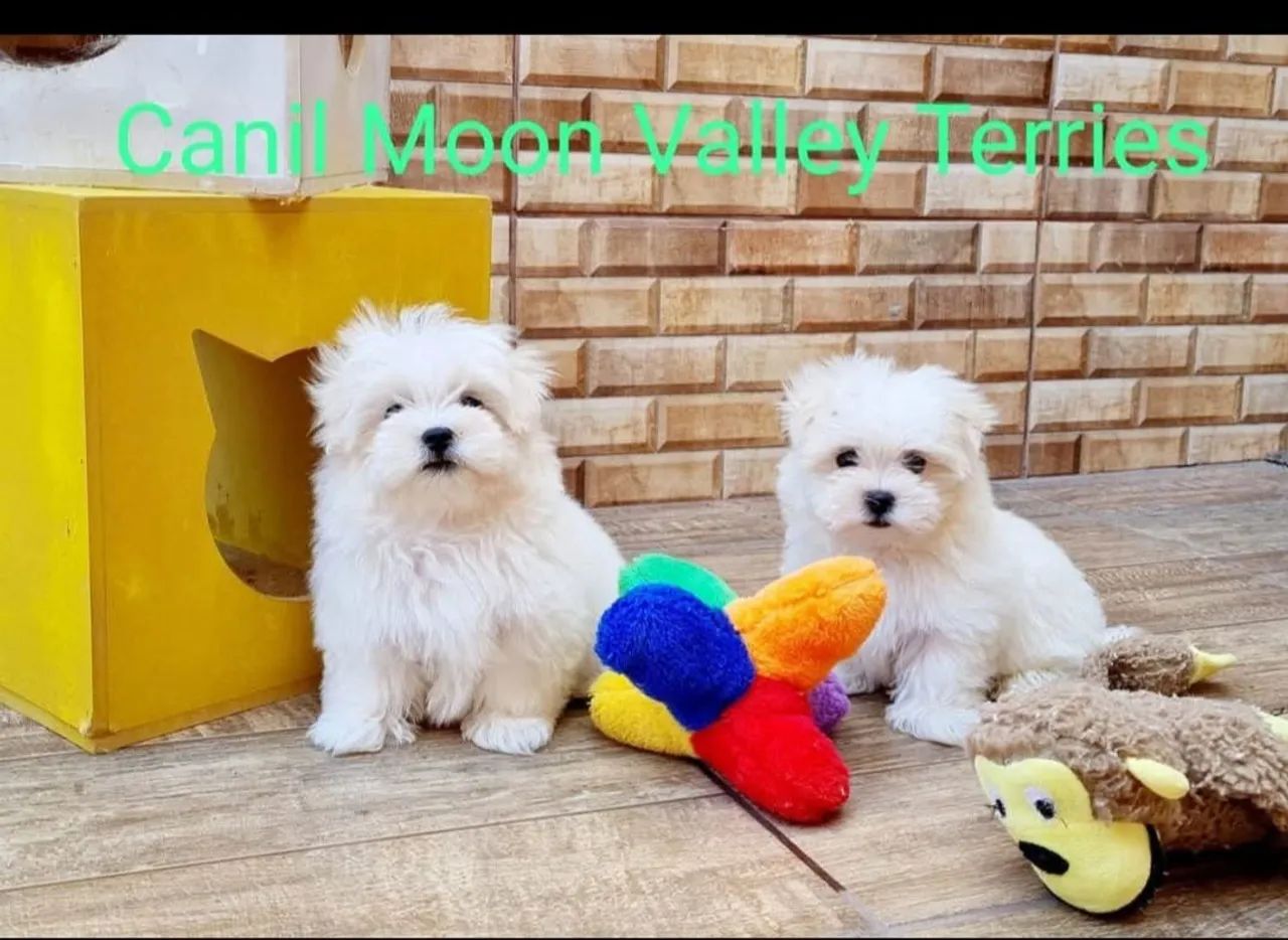 Maltês melhor presente  - Foto 5