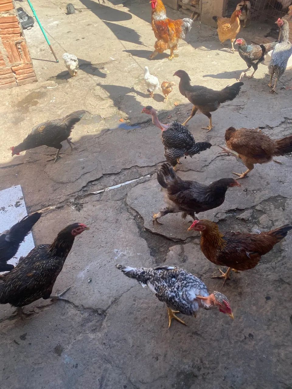 Frango caipira  - Foto 2