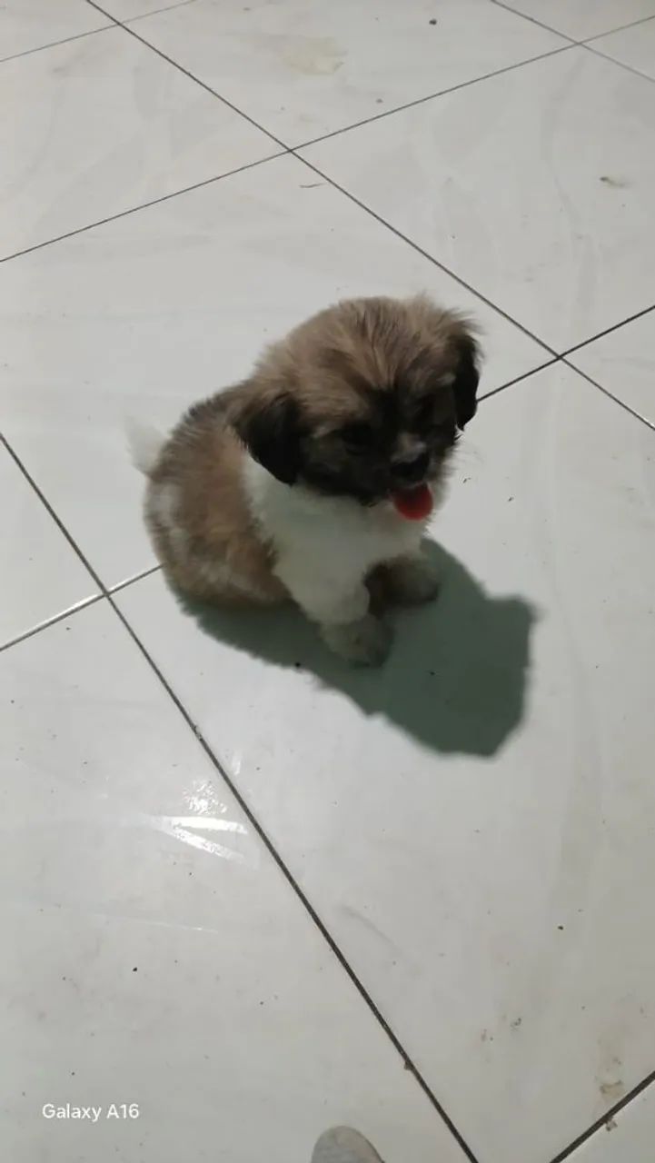 Cachorro Shitzu