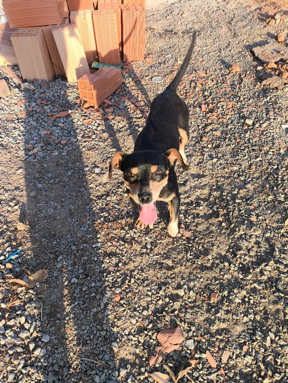 Cachorrinha para adoção - Foto 5