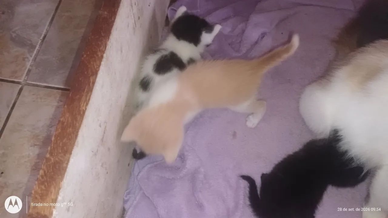 Gatos persa com angorá..... - Foto 5
