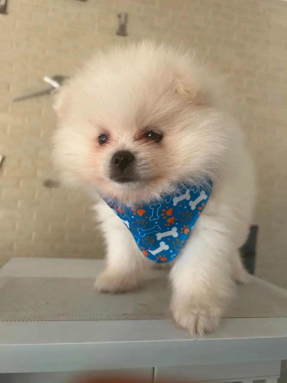 Filhotes de Lulu spitz alemão  - Foto 2