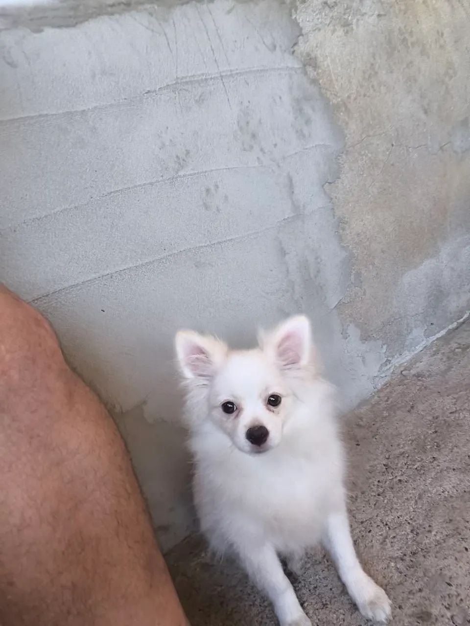 Spitz alemão macho  - Foto 6