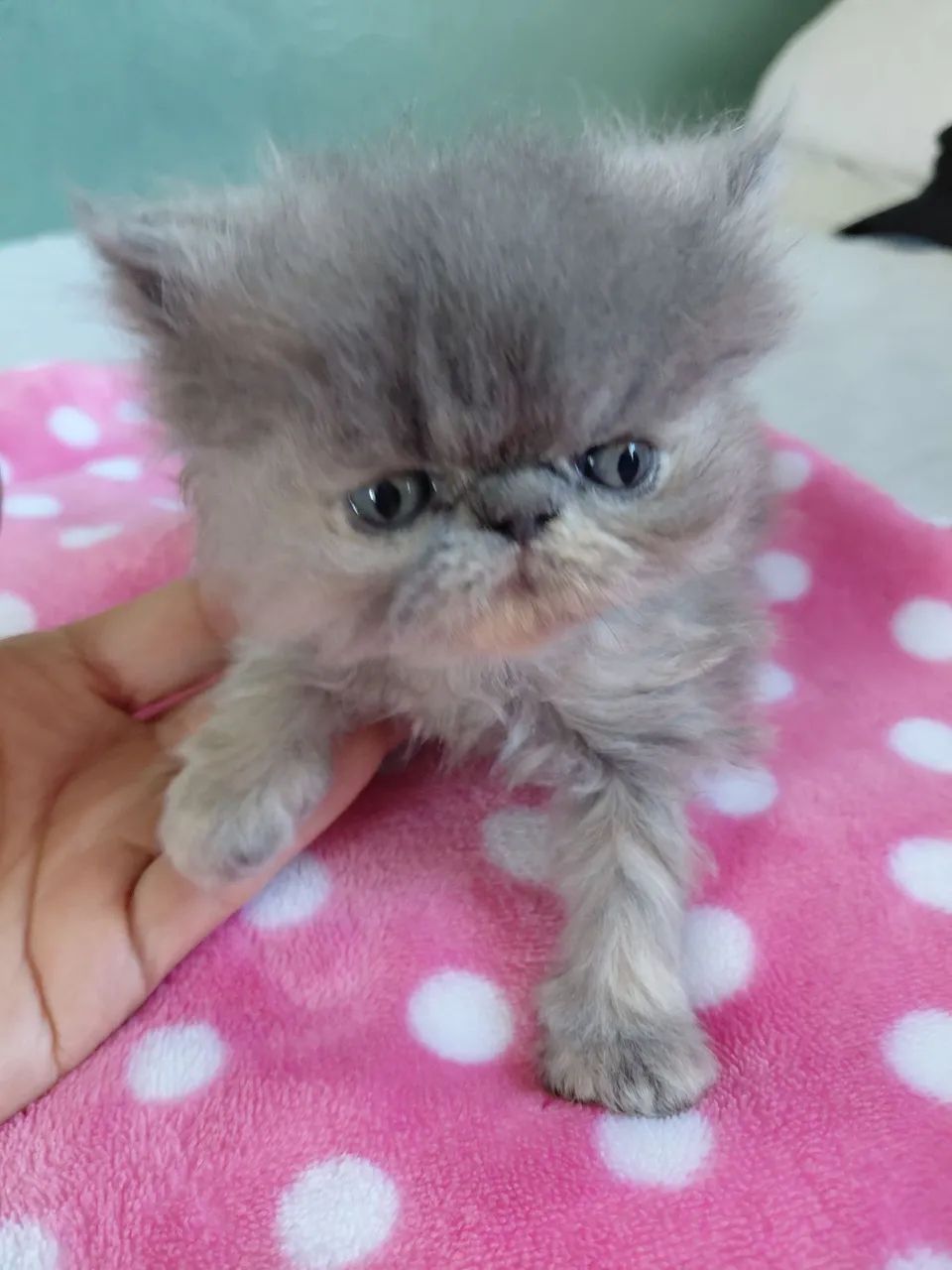 Gatos persas  - Foto 2