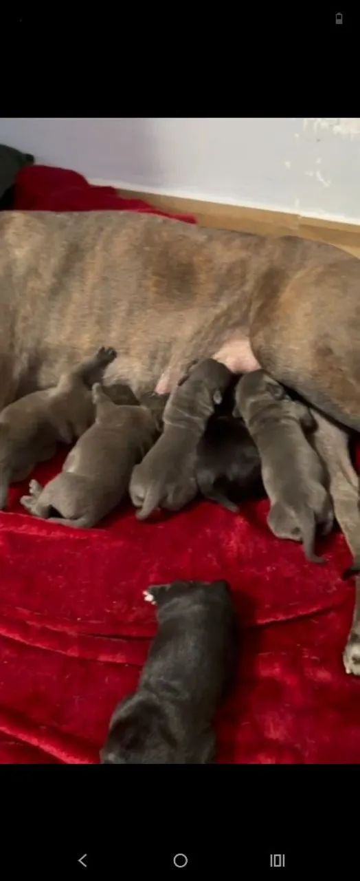 Cane corso Italiano  - Foto 5
