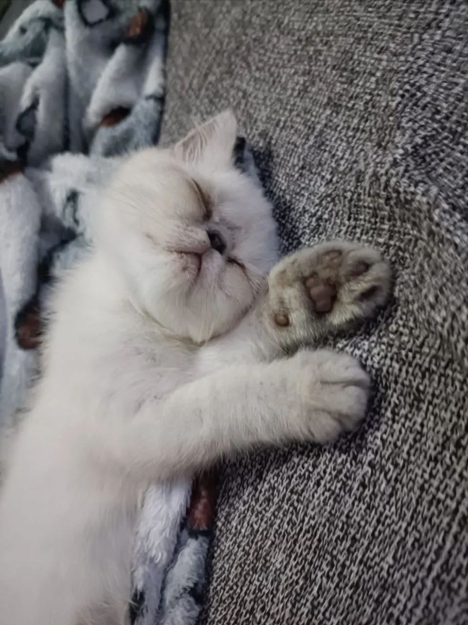 Gato persa himalaio*Exótico* - Foto 2