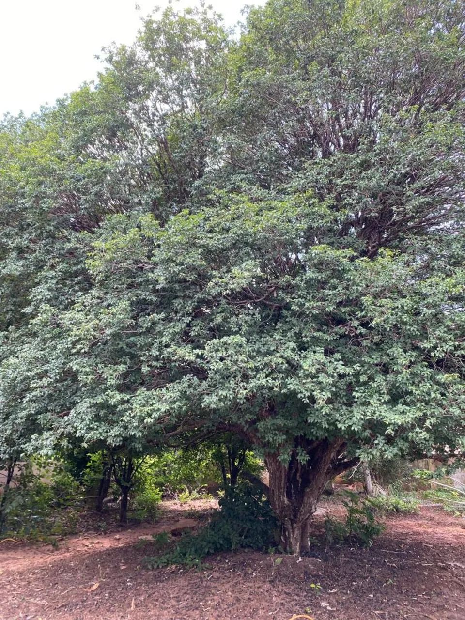 Jaboticabeira Sabará - Foto 4
