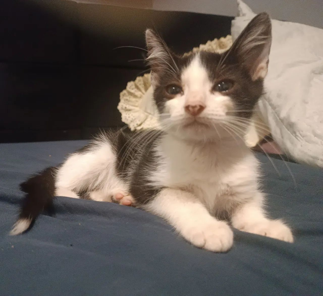 Doa-se gatinho frajola resgatado macho