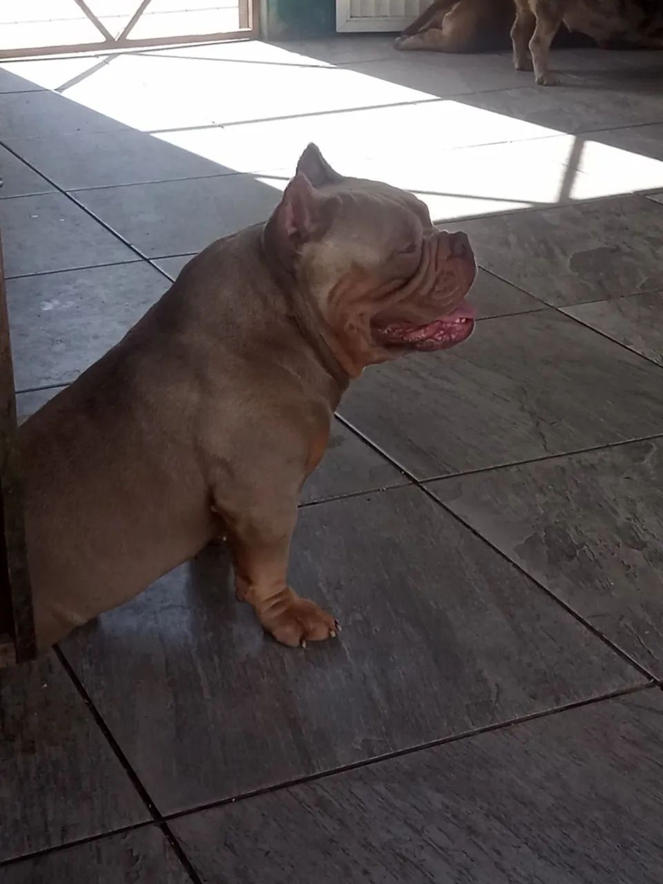 Casal de American bully micro adultos. - Foto 4