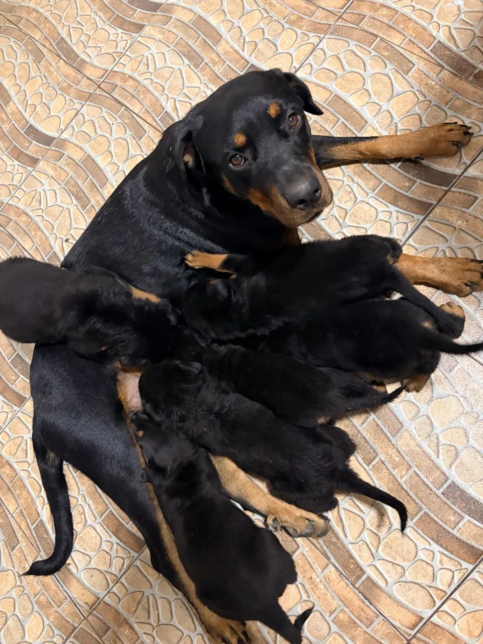 Rottweiler 
