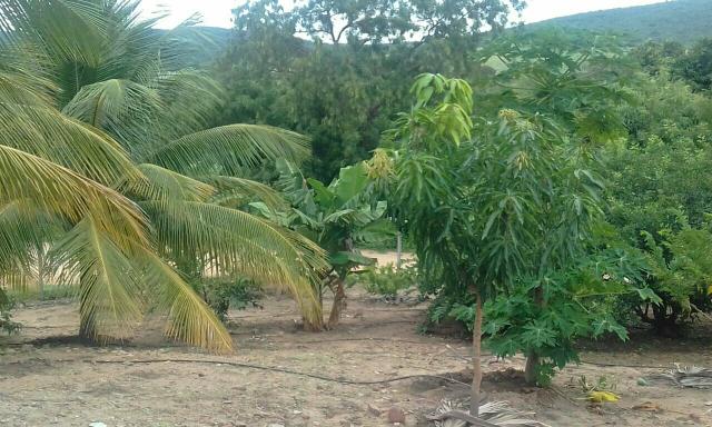 Sitio no Povoado de Olhos D'agua de Cima em Jacobina ba - Foto 12