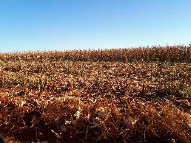 Fazenda. no Ms p Arrendamento de Lavouras 2650 há Show de Bola - Foto 4