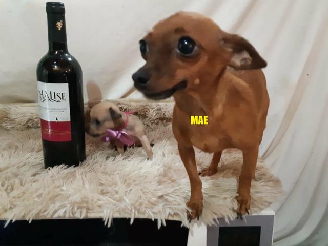 Pinscher zero puro só 350
