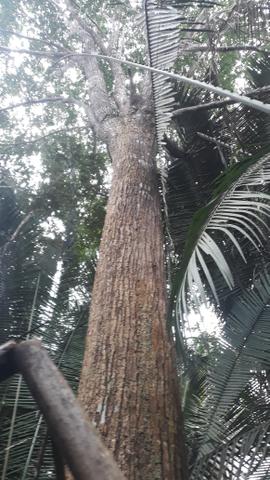 Vendo excelente chácara as margens da ma 216** 30 hectares em Penalva ma - Foto 20