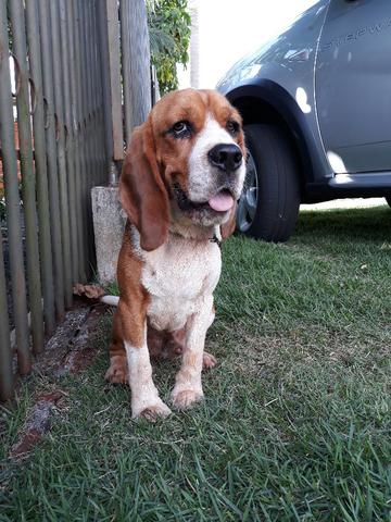 Beagle á venda