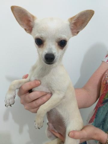 Vendo Chihuahua