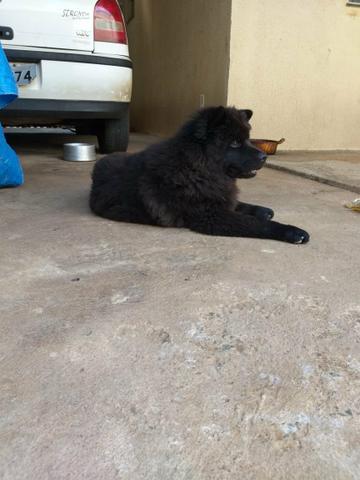 Chow Chow