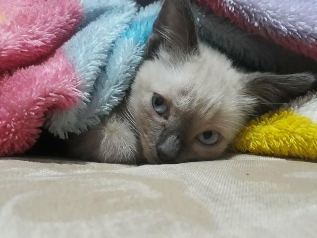 Doação urgente !!! - Foto 3