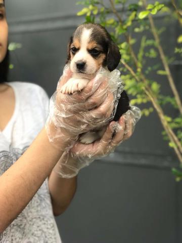Beagle 13 polegadas, bicolor e tricolor, com suporte veterinário gratuito! - Foto 2