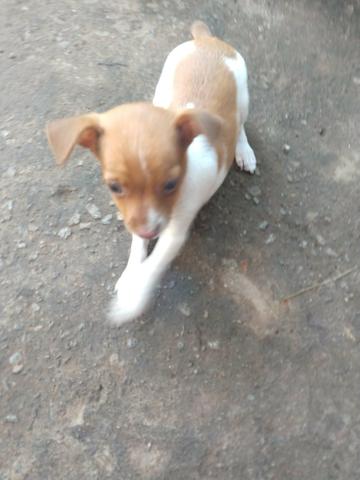 Vendo filhote de Pinscher 1 - Foto 3