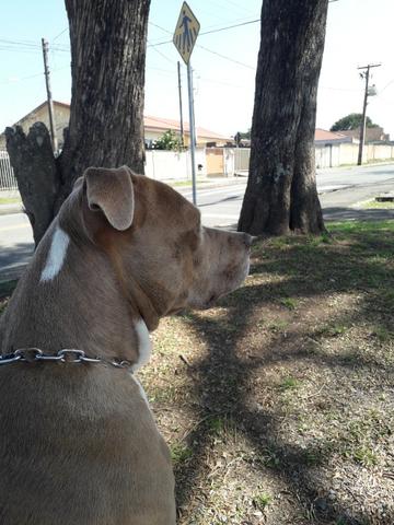 Pit Bull Filhotes - Foto 2