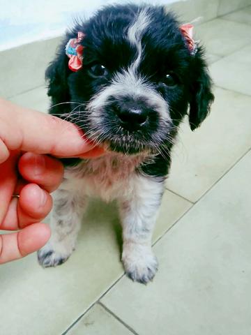 Poodle fêmea - Foto 3