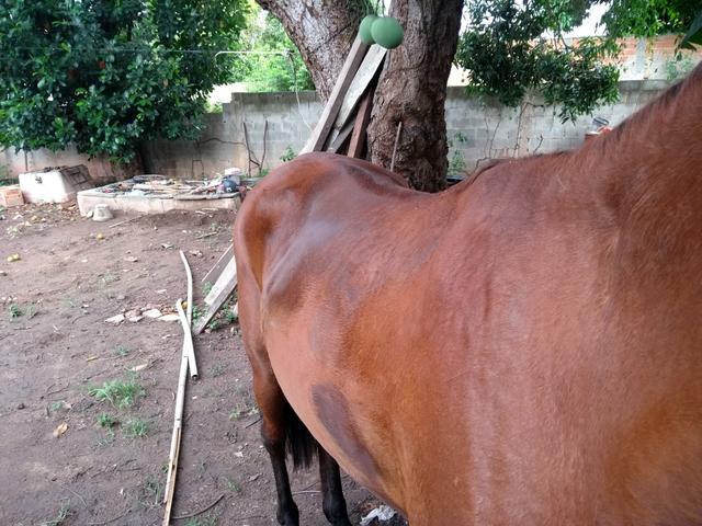 Vender ou trocar ou o bregão - Foto 2