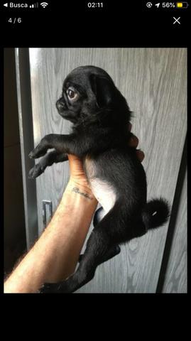 Vendo pug fêmea