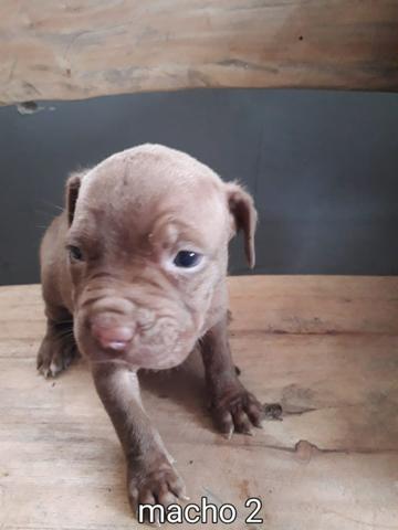 Pit bull puro - Foto 4