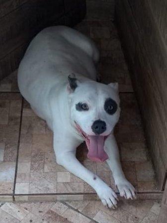 American Bully - Foto 4
