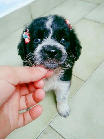 Micro toy
