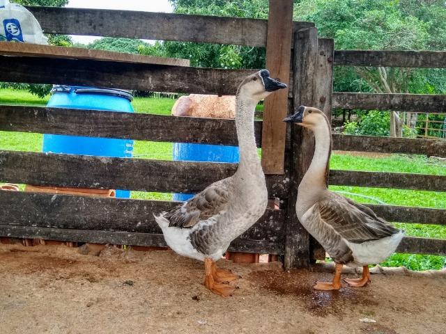 Animais agropecuaria