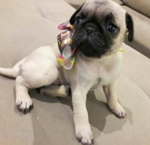 Pug fêmea c pedigree - Foto 2