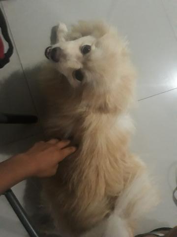 Spitz alemão - Foto 5